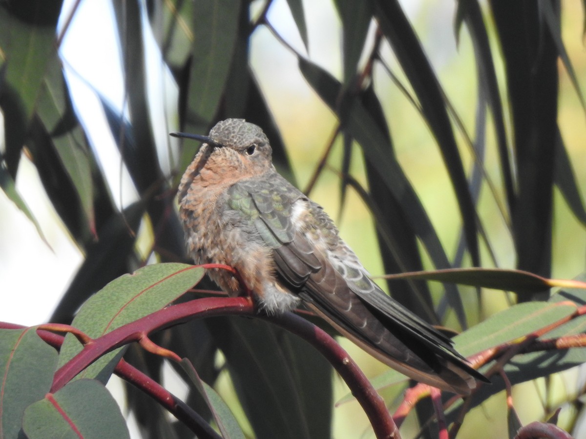 Giant Hummingbird - JOSÉ AUGUSTO Mérida Misericordia