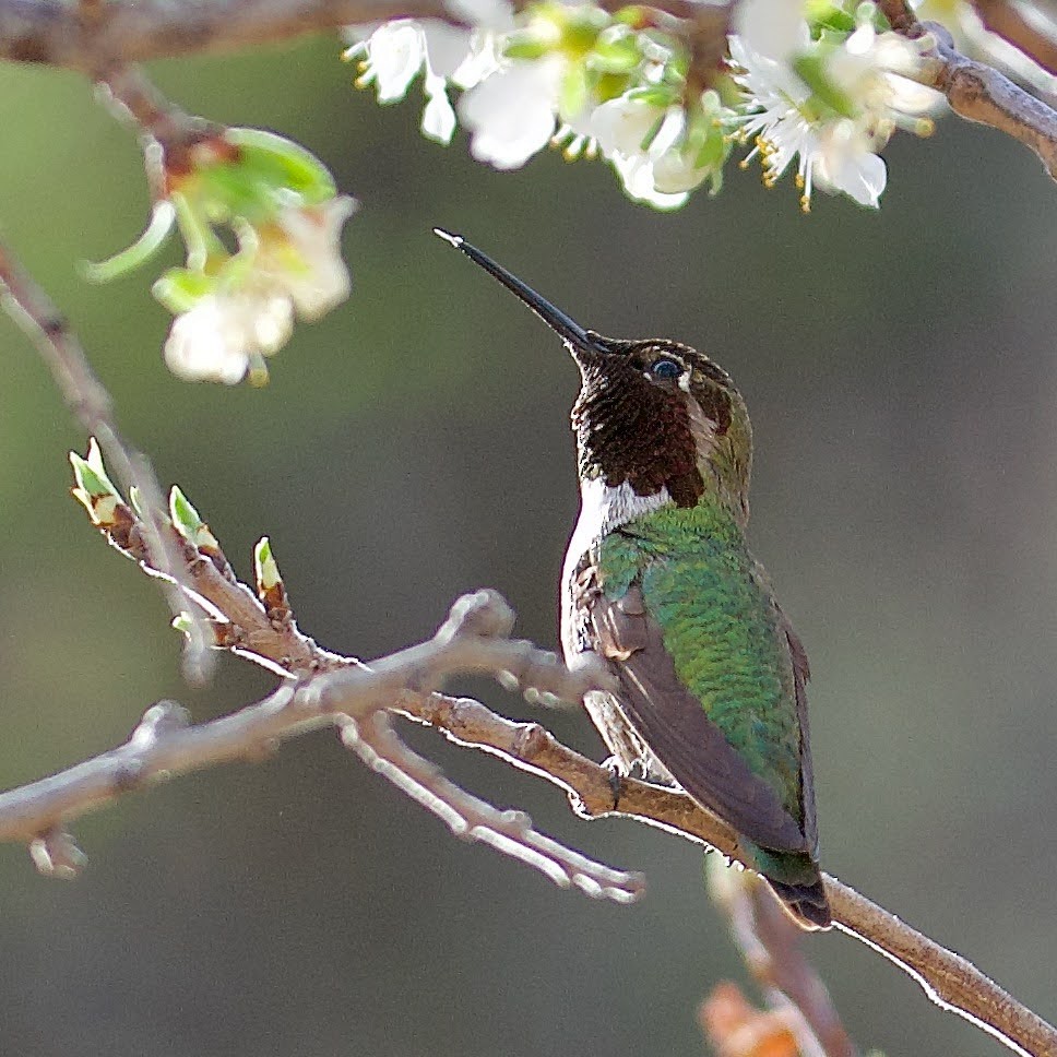 Anna's Hummingbird - ML436988931