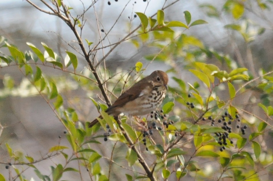 Hermit Thrush - Tommie Rogers