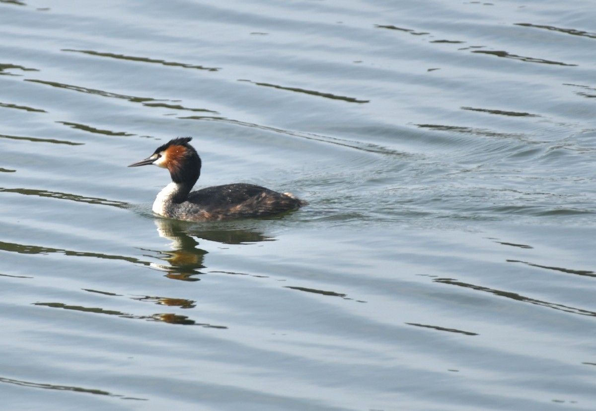 Great Crested Grebe - ML436996771