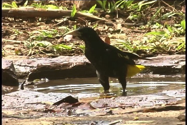 Yellow-rumped Cacique (Amazonian) - ML437001