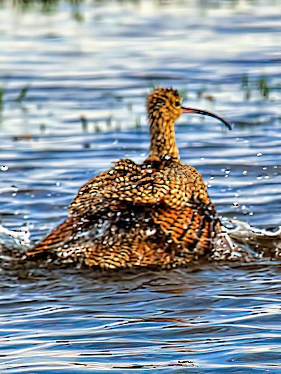 Long-billed Curlew - ML437001671