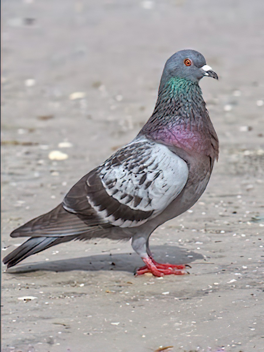 Rock Pigeon (Feral Pigeon) - ML437001931