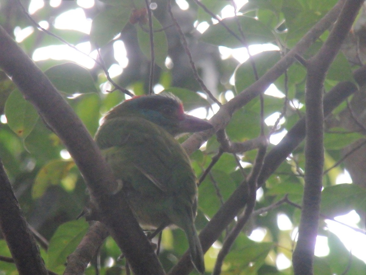 Turquoise-throated Barbet - ML437006861