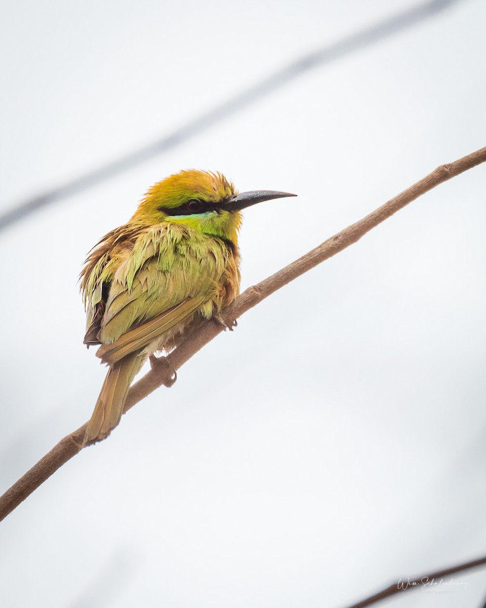 African Green Bee-eater - Wim Schalenbourg