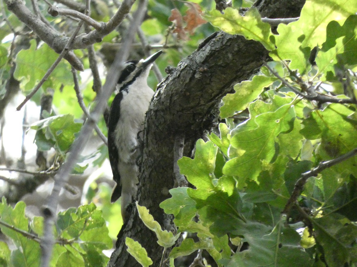Hairy Woodpecker (Pacific) - ML437019511