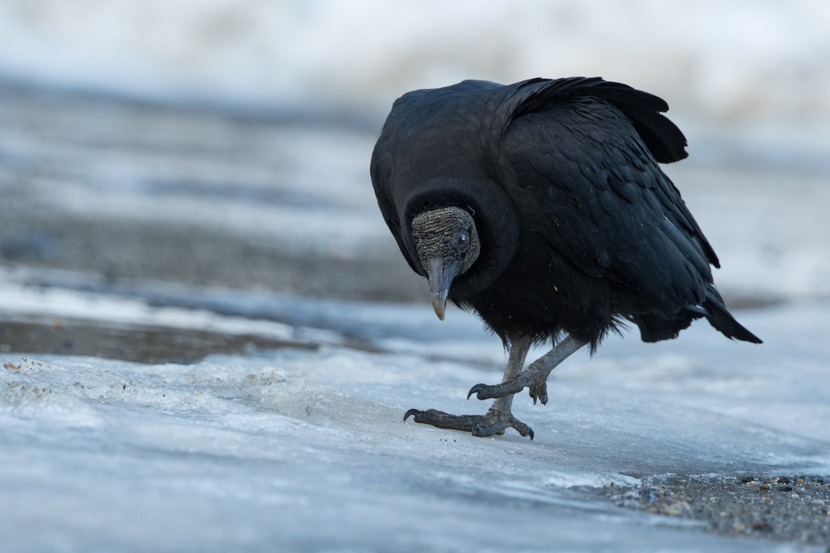 Black Vulture - Louis Bevier