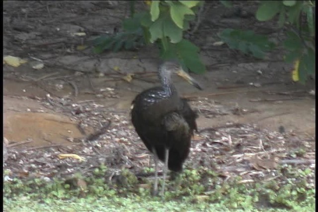 Limpkin (Brown-backed) - ML437026