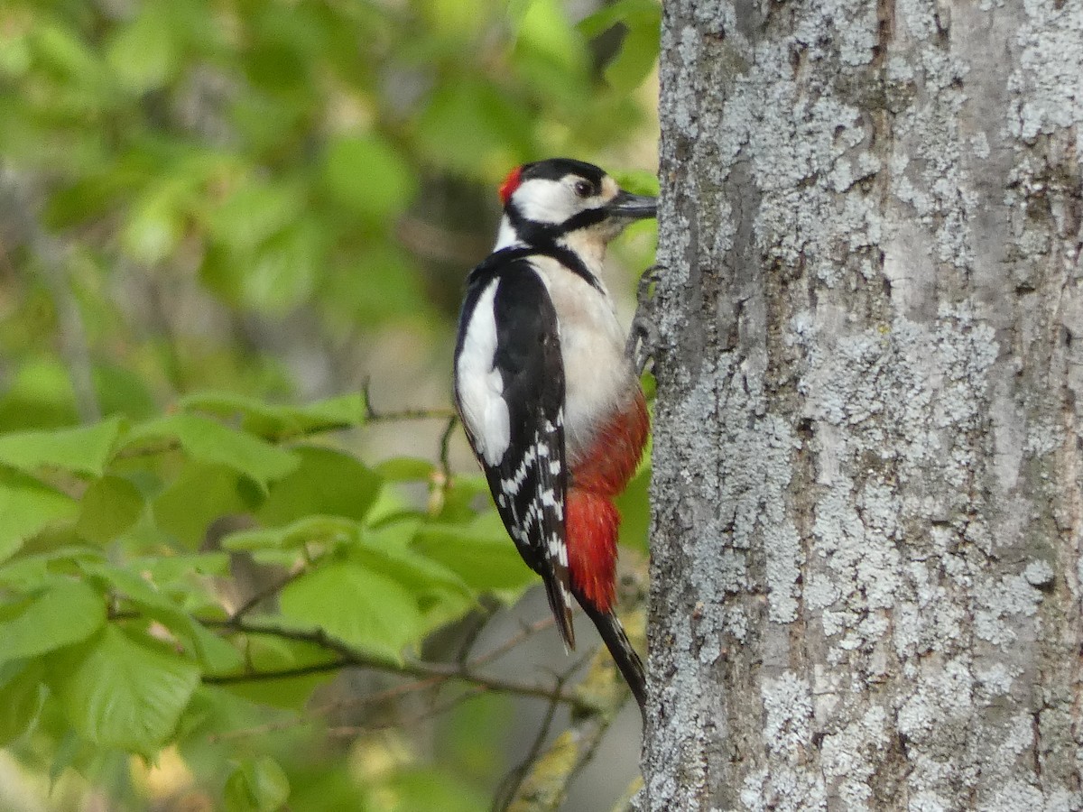 Great Spotted Woodpecker - ML437026701