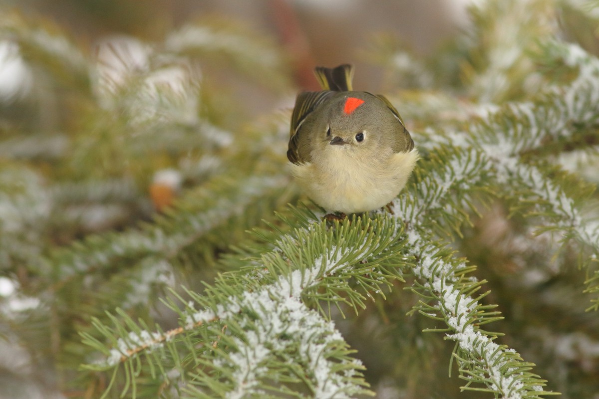 Ruby-crowned Kinglet - Brian  Collins