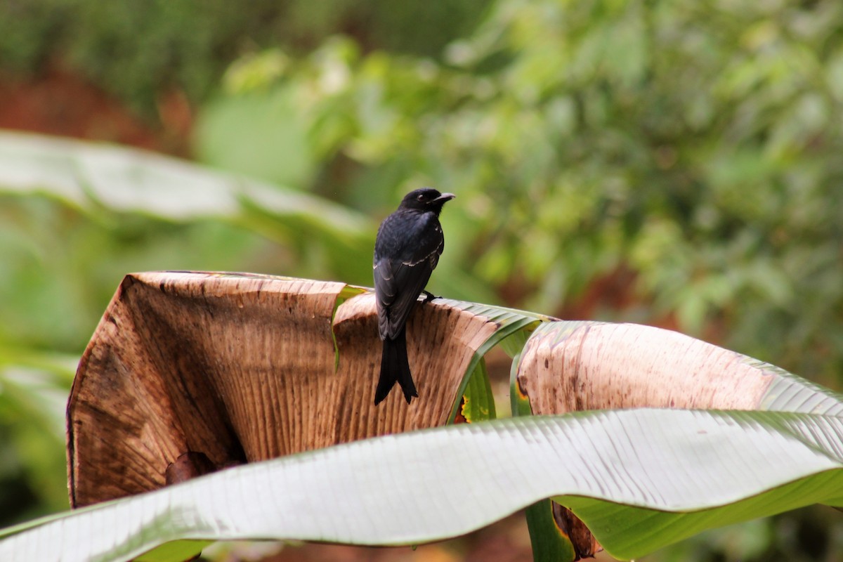 Fork-tailed Drongo - ML437042171