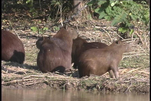 Capybara - ML437045
