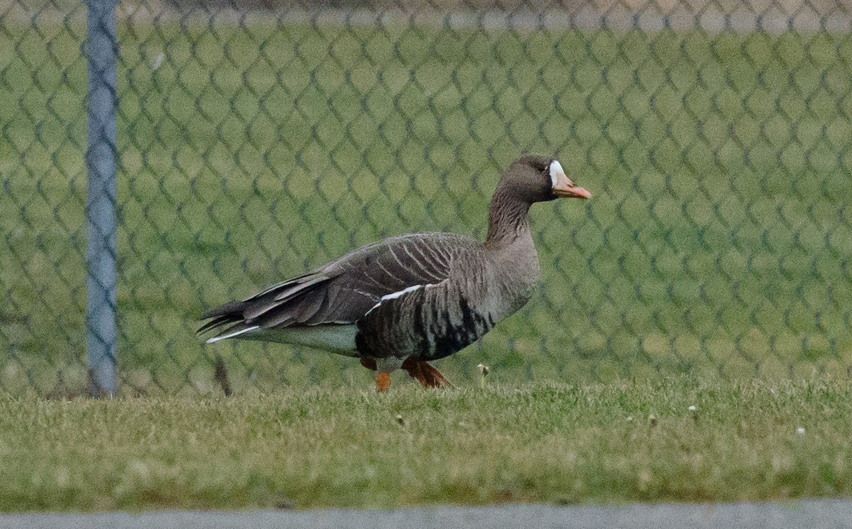 Greater White-fronted Goose - ML43704931