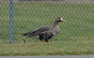 Greater White-fronted Goose, ML43704931