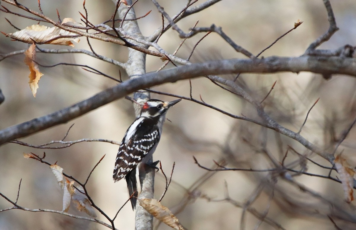 Hairy Woodpecker - pedro maia
