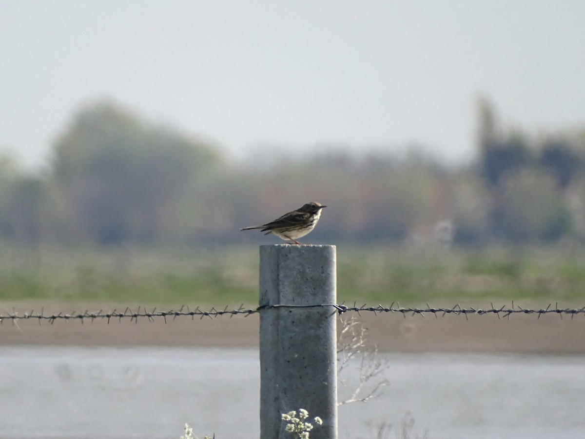 Meadow Pipit - ML437057291