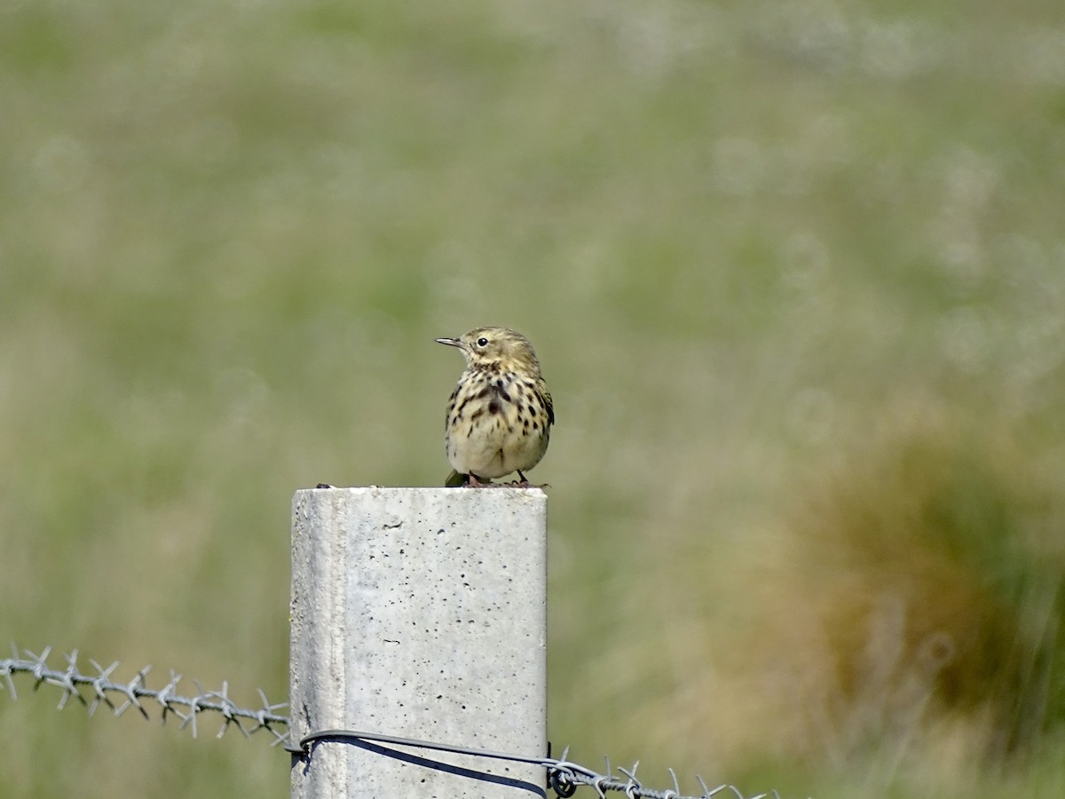 Meadow Pipit - ML437057331