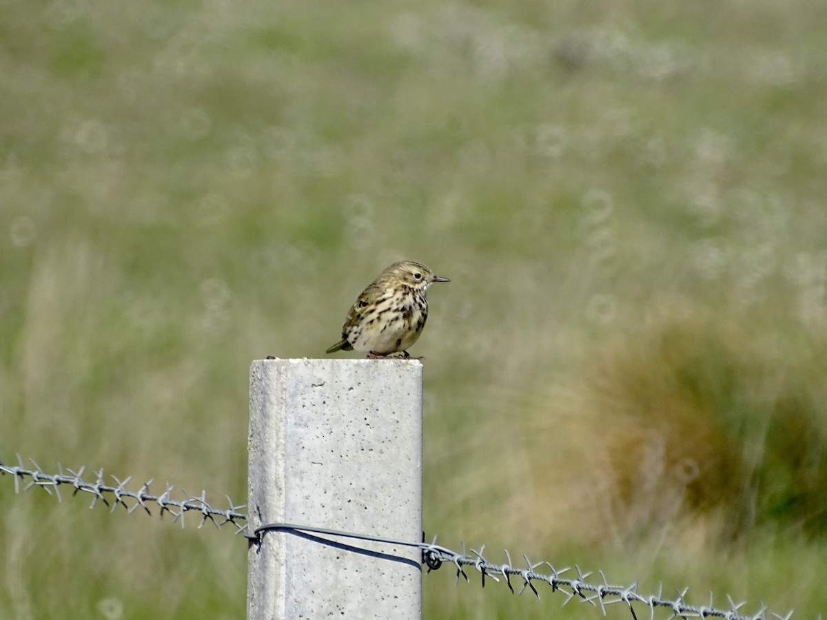 Meadow Pipit - ML437057341