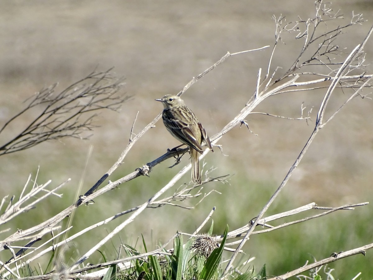 Meadow Pipit - ML437057381