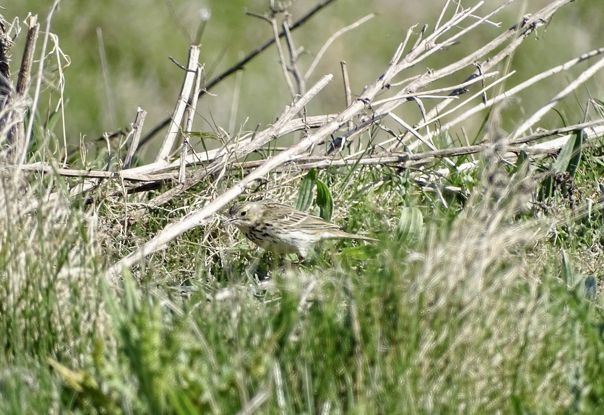 Meadow Pipit - ML437057391