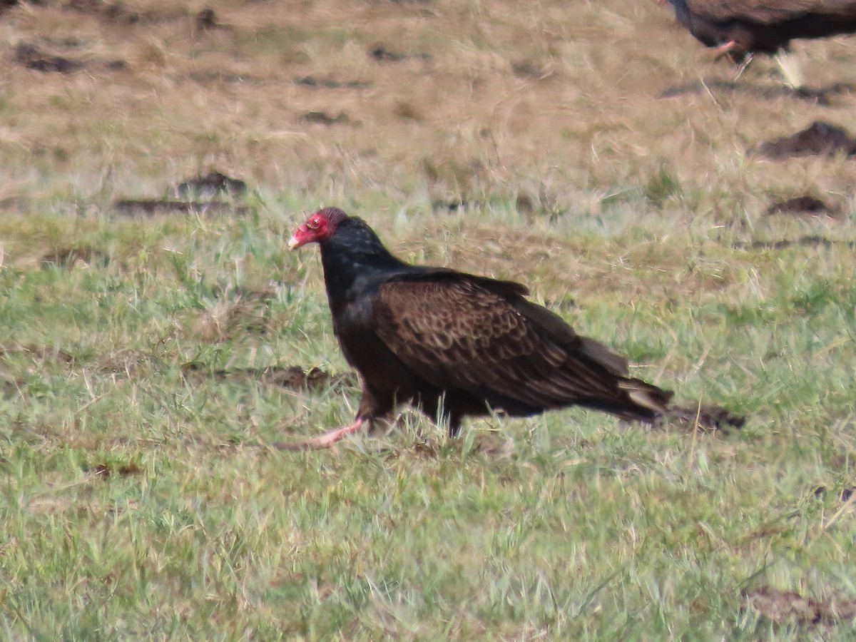 Turkey Vulture - ML437058931