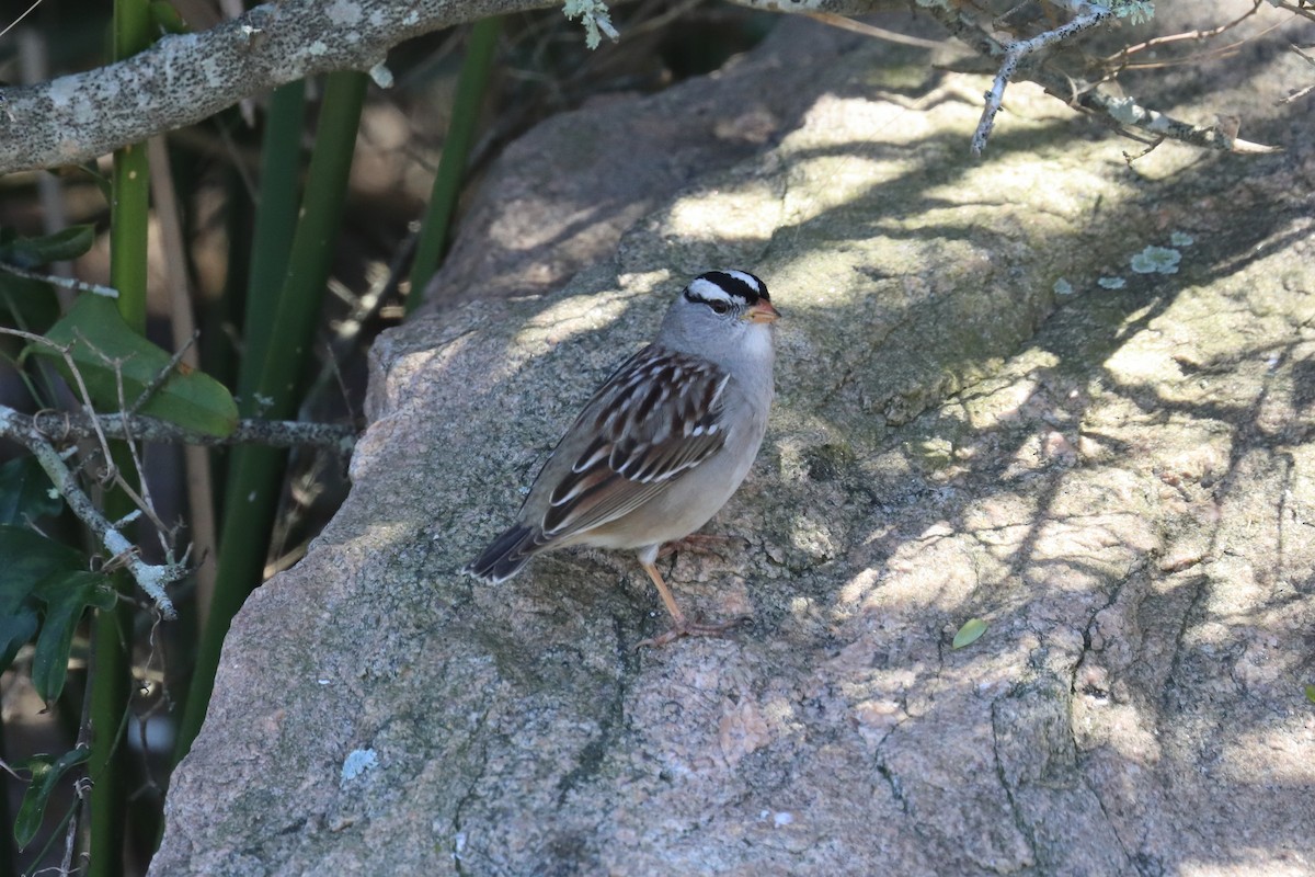 White-crowned Sparrow - ML437059471