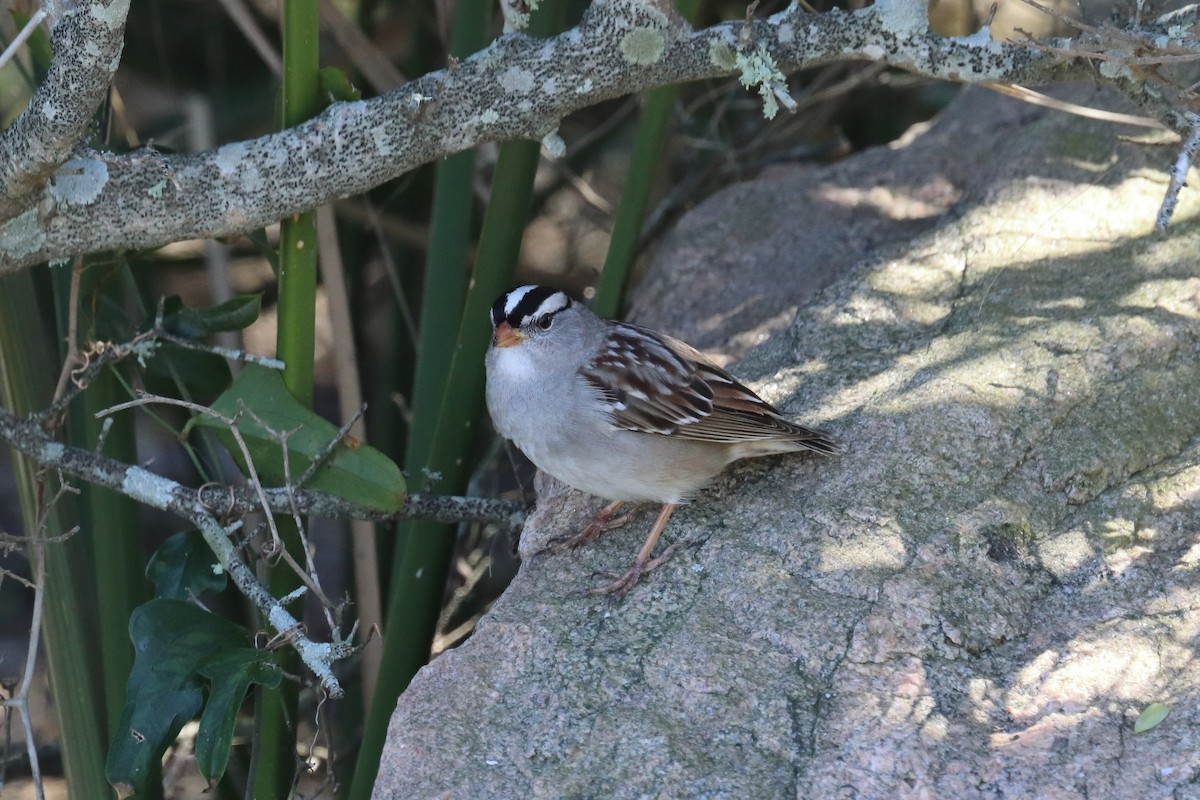 White-crowned Sparrow - Alta Tanner