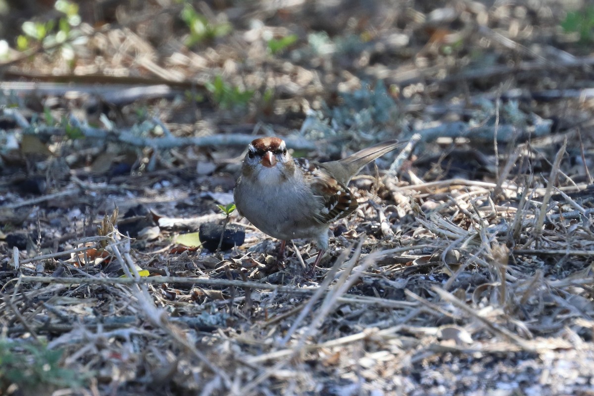 White-crowned Sparrow - ML437059861