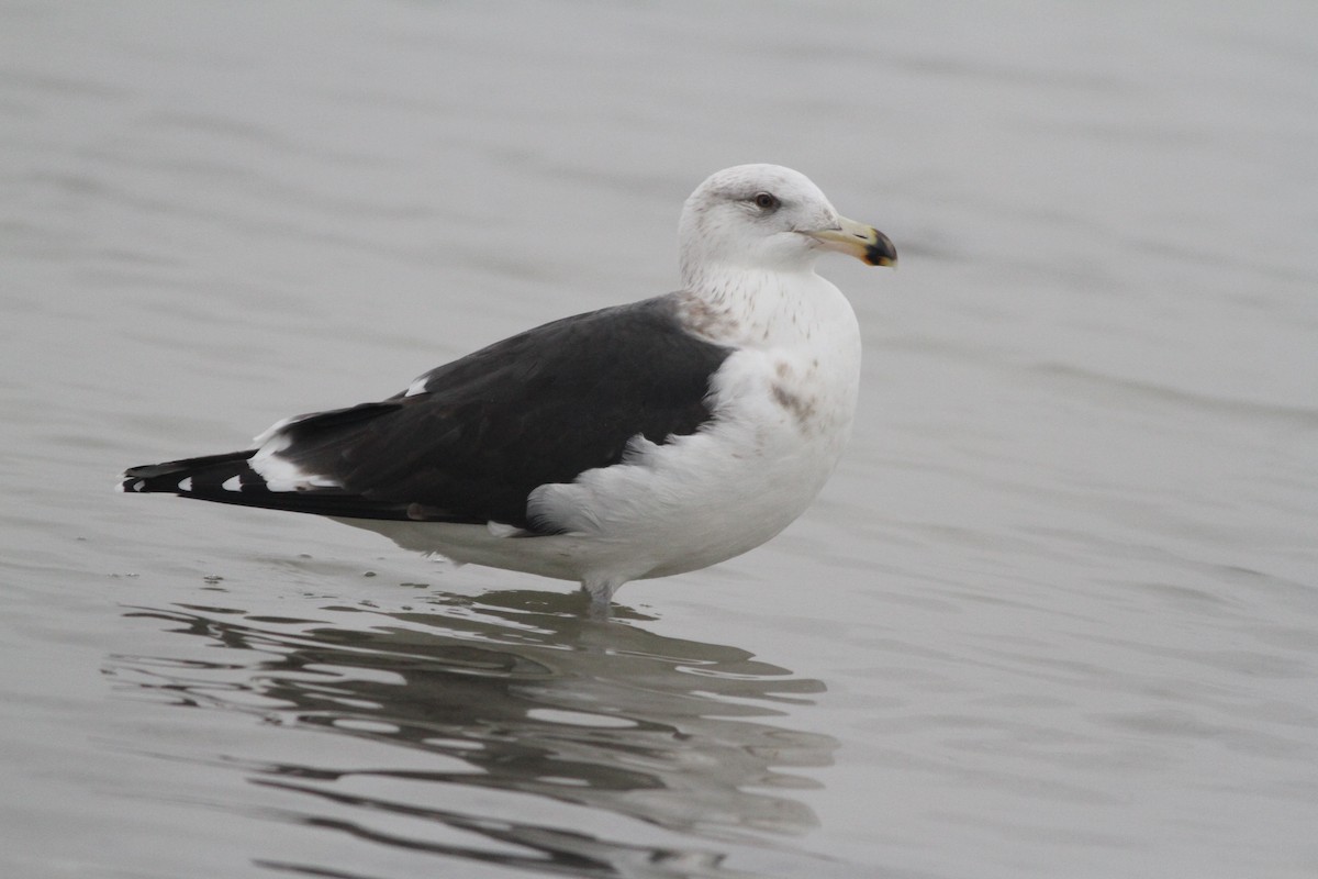 Great Black-backed Gull - Ron Weeks
