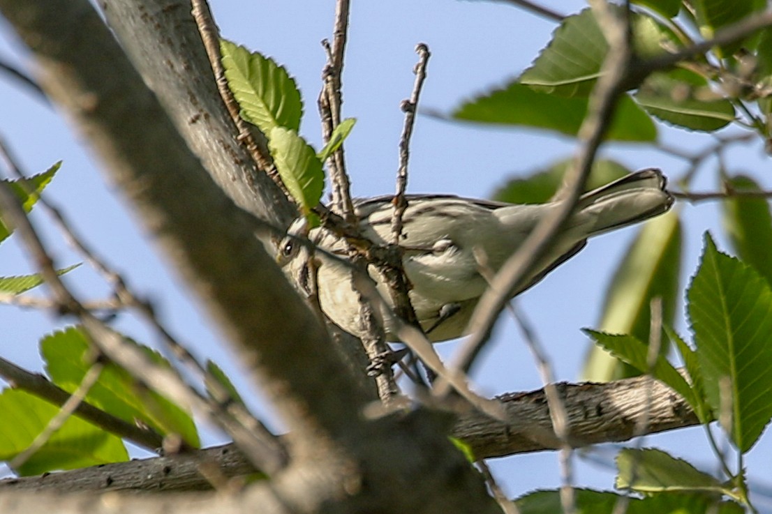 Black-throated Gray Warbler - ML437066241