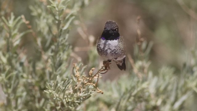 Black-chinned Hummingbird - ML437067561