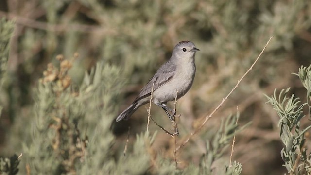 Lucy's Warbler - ML437067671