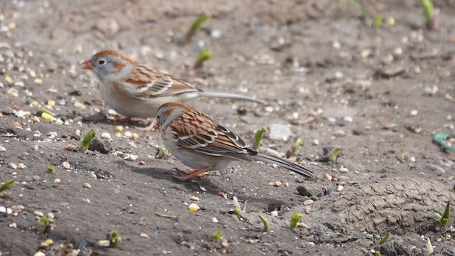 Field Sparrow - ML437067851