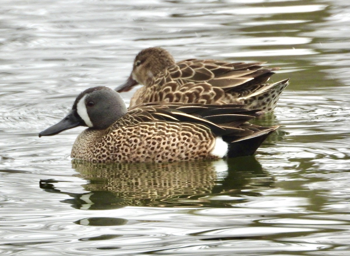 Blue-winged Teal - ML437075851