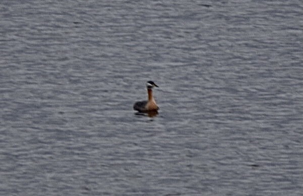 Red-necked Grebe - ML437077991