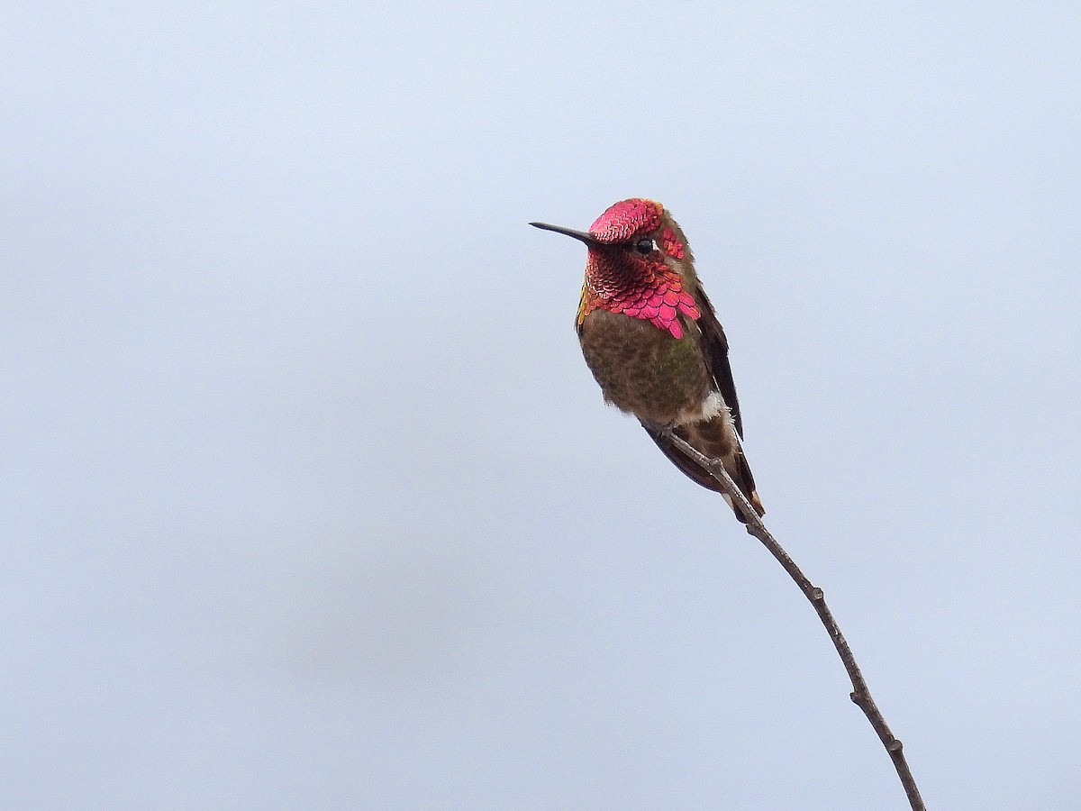 Anna's Hummingbird - Michael Schramm