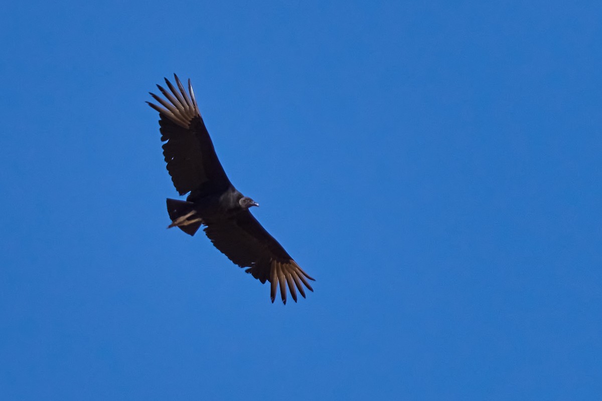 Black Vulture - ML437081131