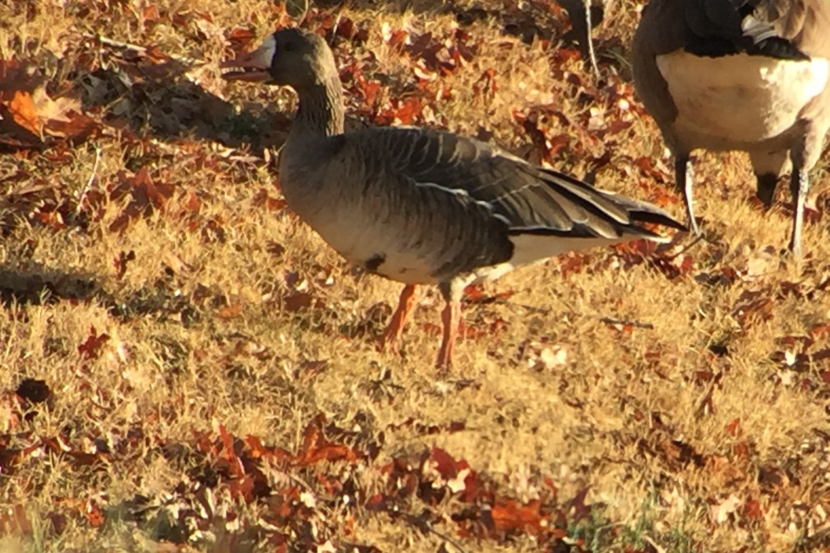 Greater White-fronted Goose - ML43708471