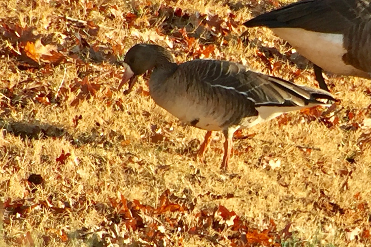 Greater White-fronted Goose - ML43708481