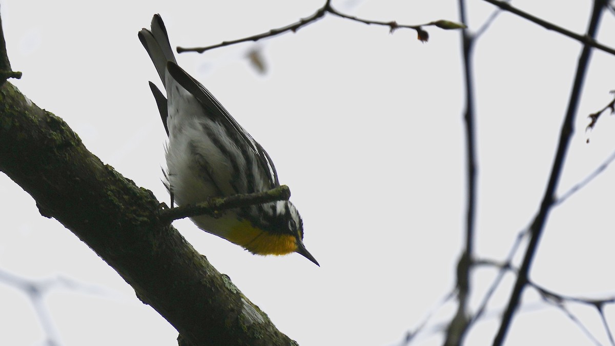 Yellow-throated Warbler - Sunil Thirkannad