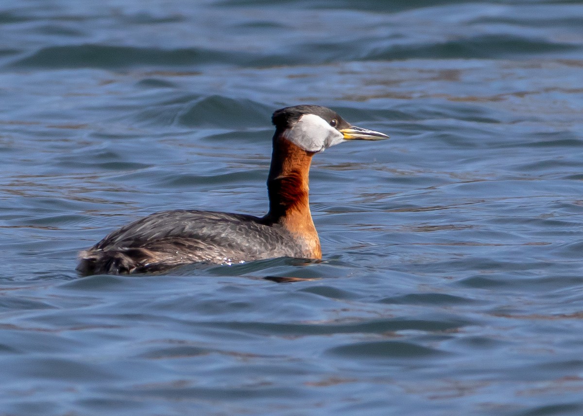 Red-necked Grebe - ML437091661