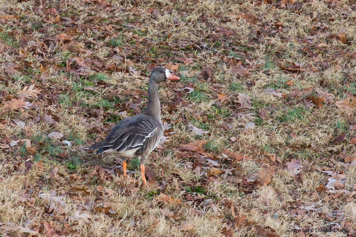 Greater White-fronted Goose - ML43709311