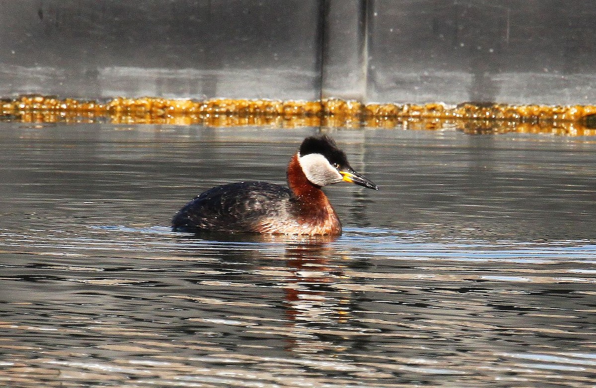 Red-necked Grebe - ML437098751
