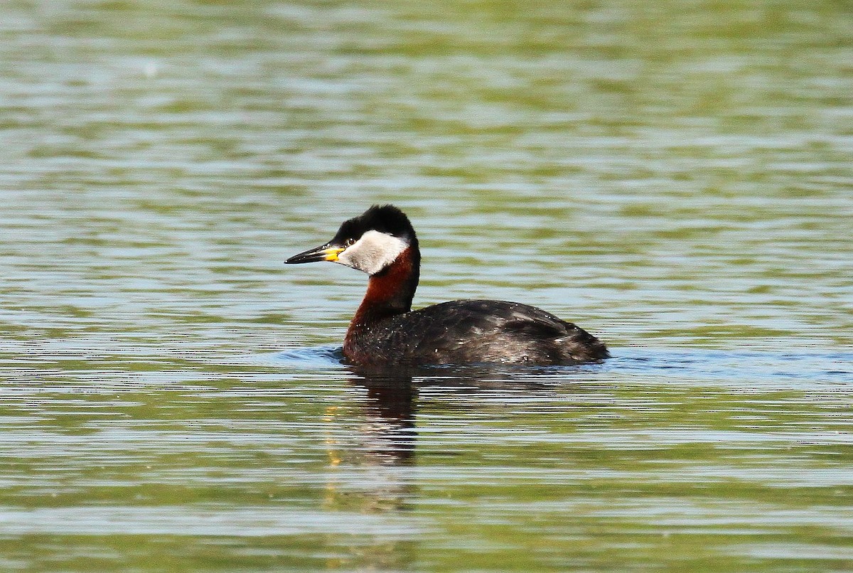 Red-necked Grebe - ML437098771