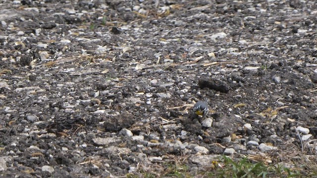 Yellow-throated Warbler - ML437100641