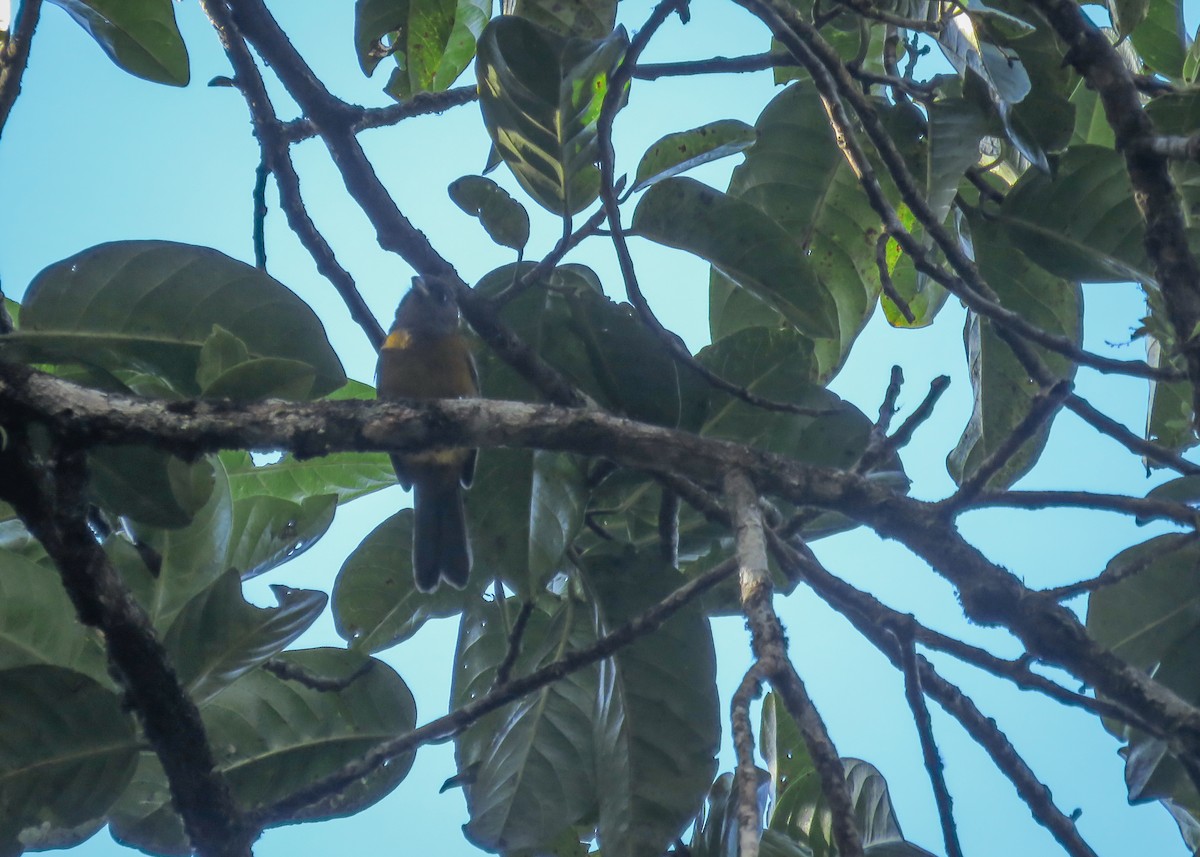 Olive-backed Tanager - ML437103471