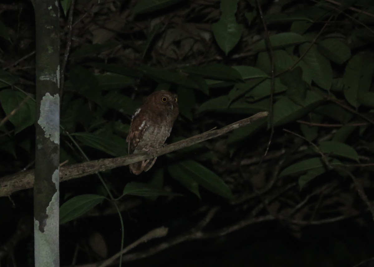 Foothill Screech-Owl (Roraima) - ML437107001
