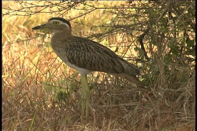 Double-striped Thick-knee - ML437109