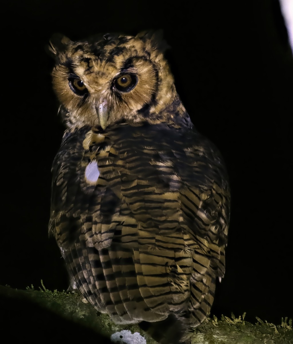 Fraser's Eagle-Owl (Usambara) - ML437112201