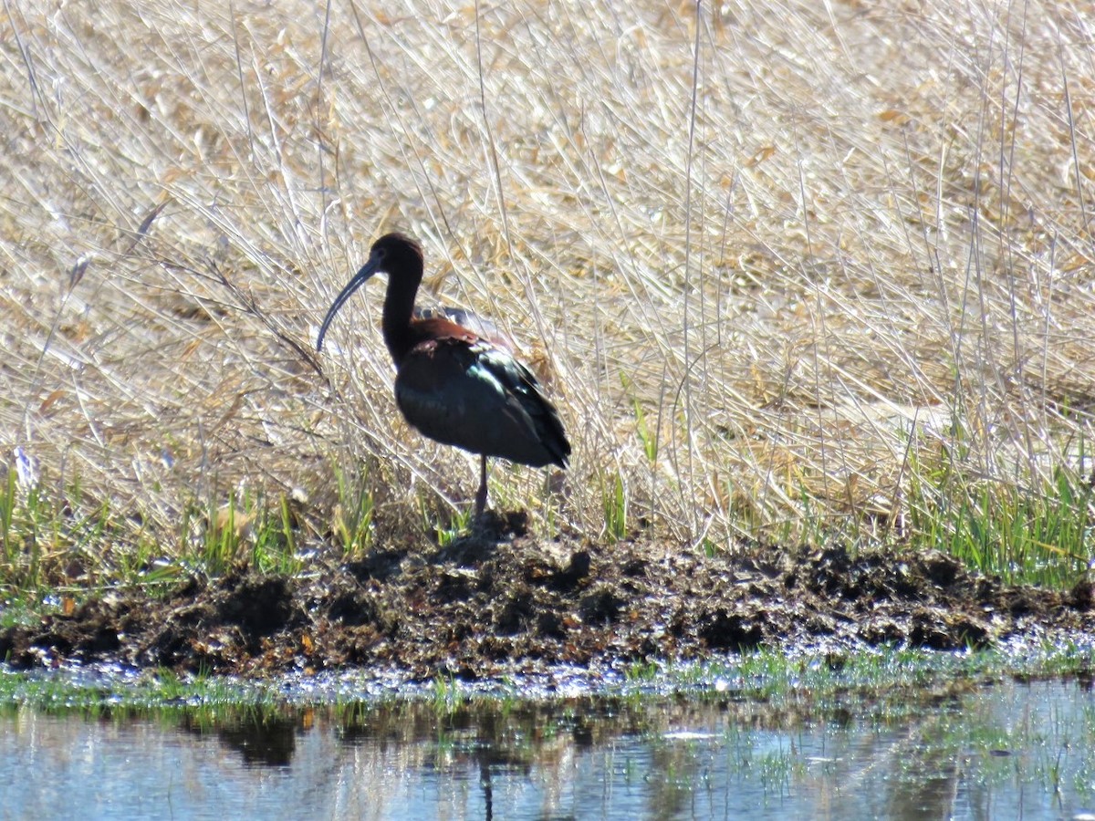 Glossy Ibis - Stacy Robinson